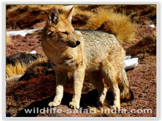 Desert fox jodhpur