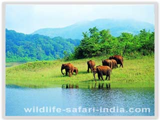Wild elephants, Periyar