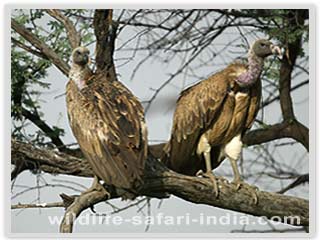 Long billed vulture, Bharatpur