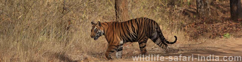 Tiger, Bandhavgarh