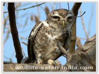 Sasan Gir Spotted owlet, Gir