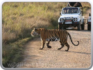 jeep-safari