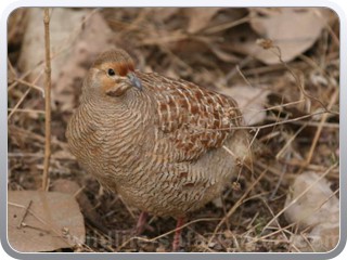 bharatpur-bird