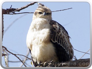 cested-hawk-eagle-bharatpur