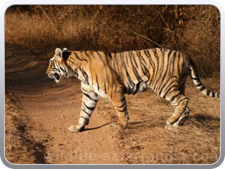 tiger-bharatpur