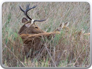 barasingha-kanha