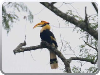 hornbill-kaziranga