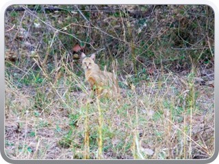 jungle-cat-kanha