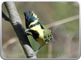 black_lored_tit