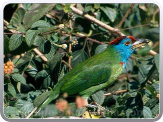 blue_beared_barbet