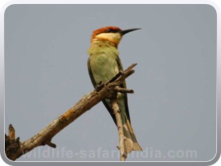 chestnut_headed_bee_eater