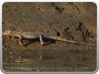 monitor-lizard-sunderban