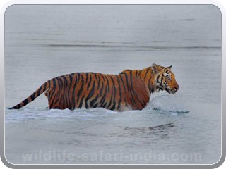 tiger-sunderban