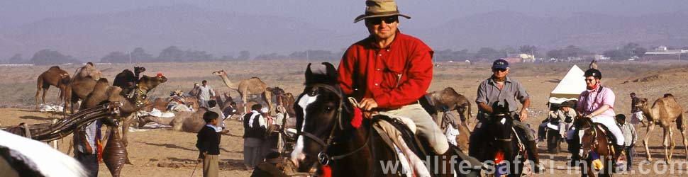 horse safari india