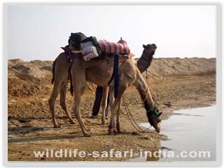 Camel Camp, Dhaisar