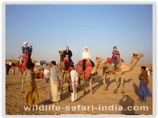 Camel fair pushkar