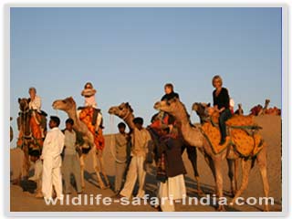 Camel safari, pushkar