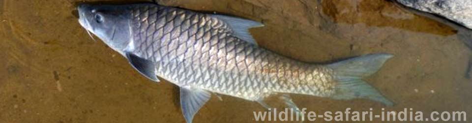 Mahseer