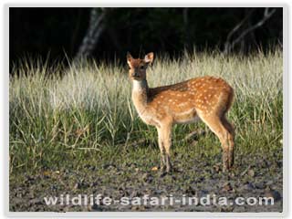 Deer, Sunderban Camp