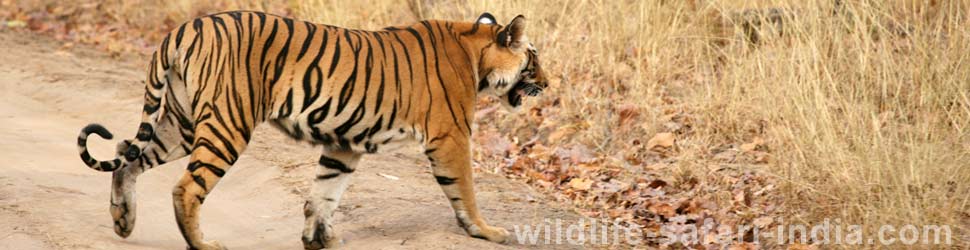 Bandhavgarh