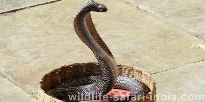 Cobra snake