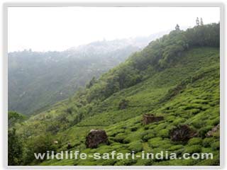 Glenburn Tea Estate 