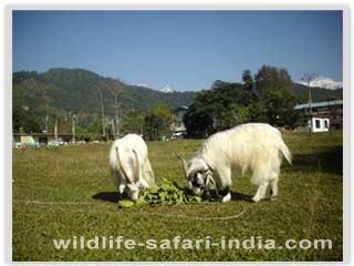 Himalaya Goat