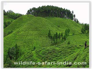 Tea Garden, Darjeeling