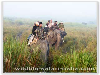 Elephant, Kaziranga