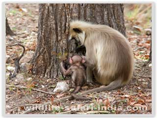 Langur, Pench