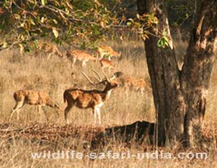 Barasingha, Bandhavgarh