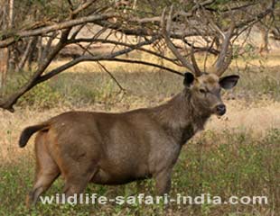 Barasingha, Ranthambhore