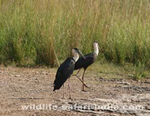 Bird, Ranthambhore