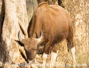 Bisen, Kanha