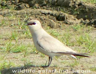 Corbett Dhikala Small Pratincole