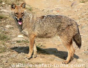 dhikala golden jackal,Corbett National Park