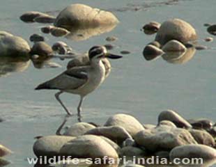 Dhikala Great Ticknee, Corbett National Park