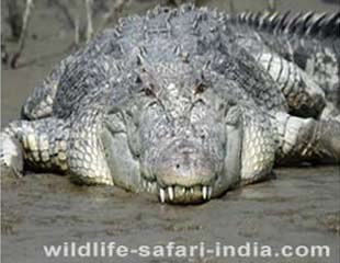 crocodial,sunderban