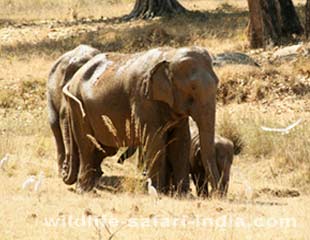 Elephant, Kanha