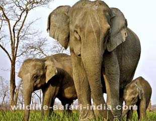 Elephant , kaziranga