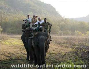Elephant Bandhavgarh