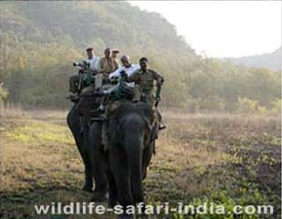 Elephant Bandhavgarh