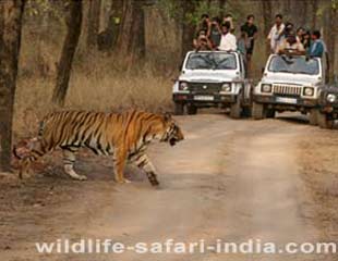 Jeep Safari, Bandhavgarh