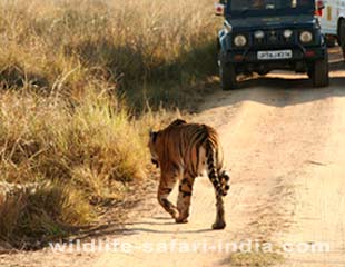 Jeep safari, Kanha