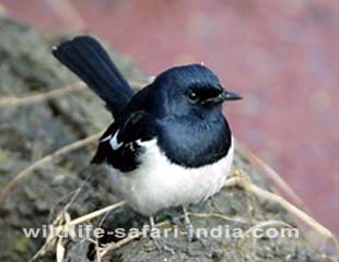 Intermediate Eagret, Bharatpur