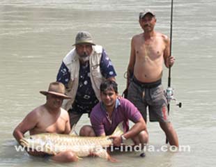 Mahseer,sunderban