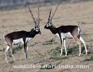 , Ranthambhore