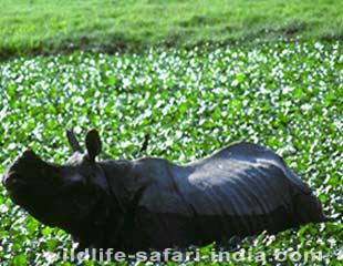 Rhino, kaziranga