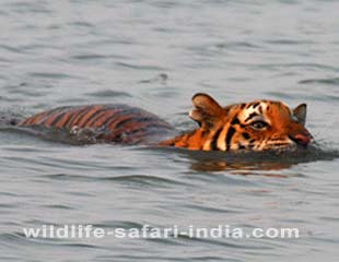 Tiger,sunderban