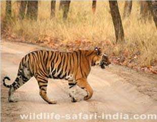 Tiger, Bandhavgarh